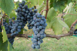 WineTour Piedmont & Tuscany